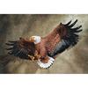 Design Toscano Freedom's Pride American Eagle Wall Sculpture: Large DB43006